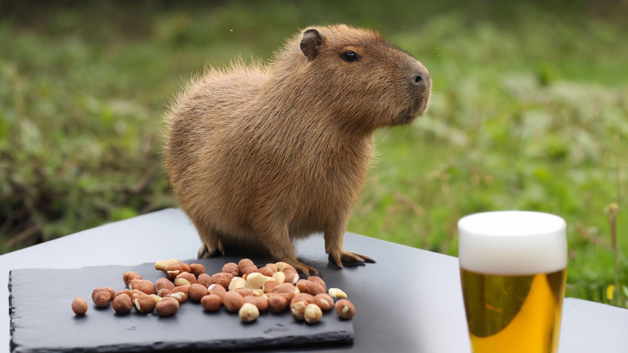 capybara
